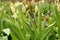 Beautiful unopened tulip buds growing in garden on spring day