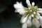 Beautiful unopened unknown white wild plant close up