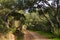 Beautiful unpaved road through forest of cork oaks