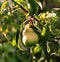 Beautiful unripe green red delicious varietal fruit pear hangs on brown branch