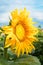 Beautiful unripe sunflower head with golden petals, on natural a
