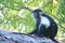 Beautiful and unusual clever monkey Colobus in Kenya. Africa