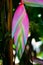 Beautiful unusual exotic colorful Heliconia plant close-up