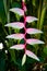 Beautiful unusual exotic colorful Heliconia plant close-up