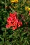 Beautiful unusual orange phlox varieties in the city garden