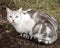 Beautiful Unusual White Grey Brown Tabby Cat Sitting in Yard