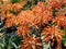 Beautiful up close of orange flower patch