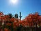 Beautiful up close of orange flowers with cactus