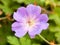 Beautiful up close pink purple Wild Geranium garden