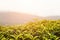 Beautiful upper green tea leaves at tea plantation at sunset