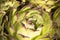 Beautiful upper view on succulent plant