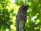 Beautiful Urutau bird in south Brazil