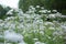 A beautiful valerian flowers blossoming in a summer meadow