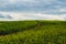 Beautiful valley. way through green meadows and hills. yellow flowering field. nature landscape with horizon