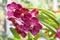 Beautiful vanda orchid flower photographed