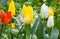 Beautiful varicolored tulips. Nature background.