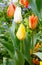 Beautiful varicolored tulips. Nature background.
