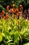 Beautiful variegated canna that blooms in summer.