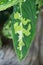 Beautiful variegated leaf of Aglaonema Pictum Tricolor
