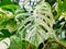 A beautiful variegated leaf of Monstera Albo Borsigiana