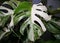 Beautiful variegated leaf of Monstera Albo Borsigiana, a popular tropical houseplant