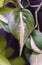 Beautiful variegated leaf of Philodendron Cream Splash