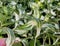 Beautiful variegated leaves of Moonlight Chinese Fairy Bells