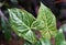 Beautiful variegated leaves of Syngonium Batik