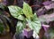 Beautiful variegated leaves of Syngonium Batik, a rare tropical plant