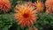 Beautiful variegated orange dahlias with shaggy spiky petals and green foliage