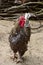 A beautiful variegated rooster walks on the ground in an aviary for poultry