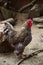 A beautiful variegated rooster walks on the ground in an aviary for poultry
