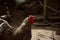 A beautiful variegated rooster walks on the ground in an aviary for poultry