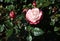 Beautiful varietal garden rose light pink with dark pink edges with dark green leaves