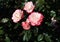 Beautiful varietal garden roses light pink with dark pink edges with dark green leaves