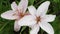 Beautiful varietal lilies close-up on flower bed. Pink Lily flowers swaying in the wind Daylily