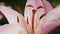 Beautiful varietal lilies close-up on flower bed. Pink Lily flowers swaying in the wind Daylily