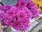 beautiful variety of Chrysanthemums flower color petals.