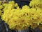 beautiful variety of Chrysanthemums flower color petals.