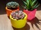 Beautiful various geometric concrete planters with cactus, flower and succulent plant. Colorful painted concrete pots for home