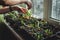 Beautiful various green succulents in pots with girls hands