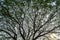 Beautiful vast natural abstract silhouette pattern of giant raintree branches with fresh abundance green leaves and clear blue sky