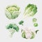 Beautiful vector stock clip art illustration with hand drawn watercolor tasty broccoli cauliflower cabbage Brussels