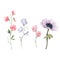 Beautiful vector watercolor floral set with anemone and sweet pea flowers. Stock illustration.