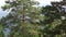 Beautiful vegetation on the hillside of Mount Tserkovka in Belokurikha.