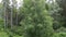 Beautiful vegetation on the hillside of Mount Tserkovka in Belokurikha.