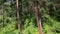 Beautiful vegetation on the hillside of Mount Tserkovka in Belokurikha. Altai Krai.