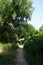 Beautiful vegetation near Habermannsee lake in June. Kaulsdorfer Baggersee, Berlin, Germany