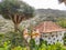 The beautiful vegetation near the town of Agulo on La Gomera Island near Tenerife, Spain