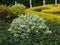 Beautiful vegetation park. Landscaping